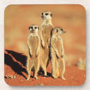 Cutest Baby Animals 3 Meerkats Coaster