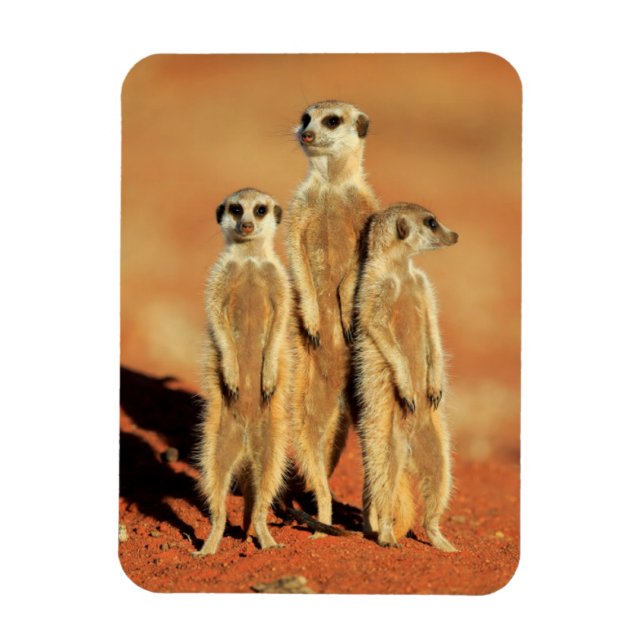Cutest Baby Animals | 3 Meerkats Magnet (Vertical)