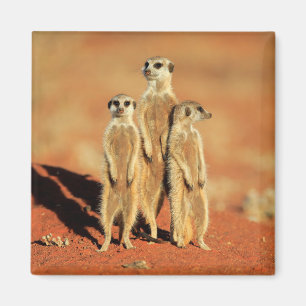 Cutest Baby Animals   3 Meerkats Magnet