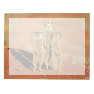 Cutest Baby Animals   3 Meerkats Notepad