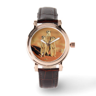 Cutest Baby Animals 3 Meerkats Watch