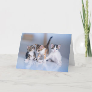 Cutest Baby Animals 3 Tabby Kittens Card