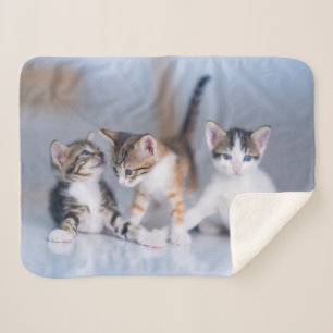 Cutest Baby Animals   3 Tabby Kittens Sherpa Blanket