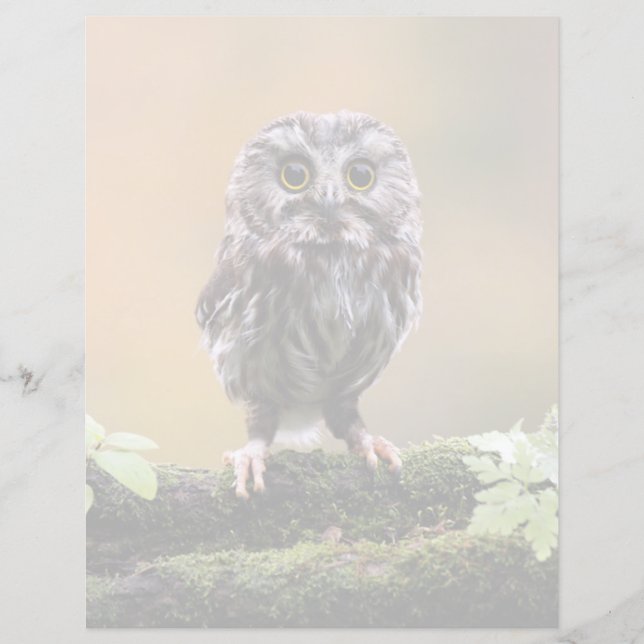 Cutest Baby Animals | A Baby Owl (Front)