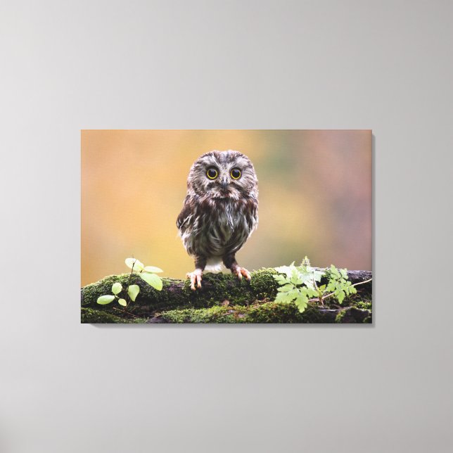 Cutest Baby Animals | A Baby Owl Canvas Print (Front)