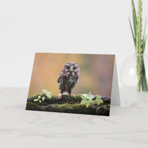 Cutest Baby Animals   A Baby Owl Card