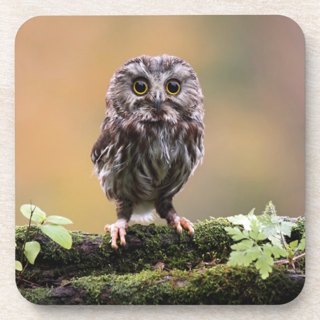 Cutest Baby Animals | A Baby Owl Coaster (Front)