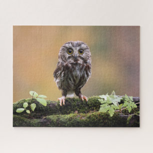 Cutest Baby Animals   A Baby Owl Jigsaw Puzzle