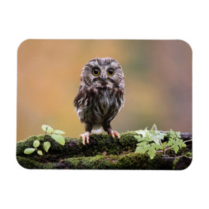 Cutest Baby Animals   A Baby Owl Magnet