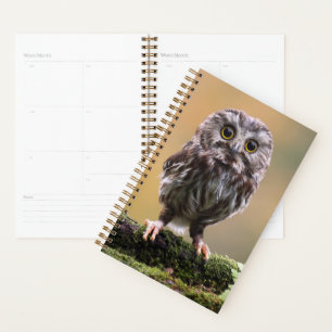 Cutest Baby Animals A Baby Owl Planner