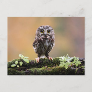 Cutest Baby Animals A Baby Owl Postcard
