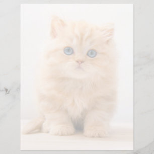 Cutest Baby Animals A British Longhair Kitten
