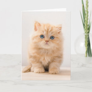 Cutest Baby Animals A British Longhair Kitten Card