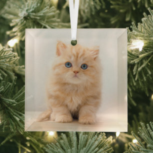 Cutest Baby Animals A British Longhair Kitten Glass Tree Decoration
