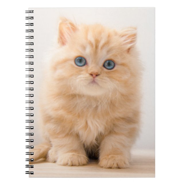 Cutest Baby Animals | A British Longhair Kitten Notebook (Front)