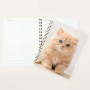 Cutest Baby Animals   A British Longhair Kitten Planner