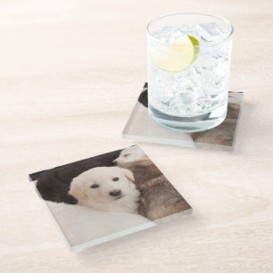 Cutest Baby Animals A Cute Pile of Puppies Glass Coaster