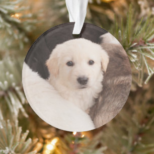 Cutest Baby Animals A Cute Pile of Puppies Ornament