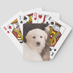 Cutest Baby Animals   A Cute Pile of Puppies Playing Cards