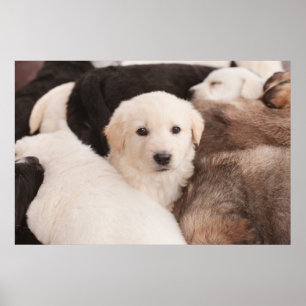 Cutest Baby Animals   A Cute Pile of Puppies Poster