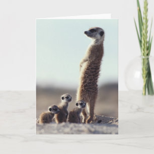 Cutest Baby Animals   A Family of Meerkats Card