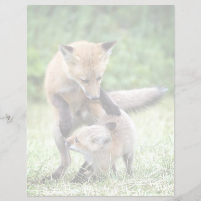 Cutest Baby Animals | Adorable Fox Kit & Mama (Front)