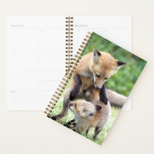Cutest Baby Animals   Adorable Fox Kit & Mama Planner