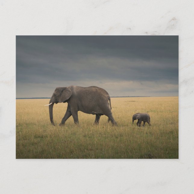 Cutest Baby Animals | African Elephant Family Postcard (Front)
