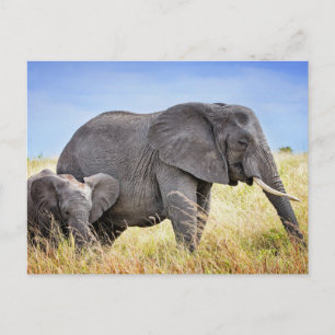Cutest Baby Animals   African Elephant & Mother Postcard