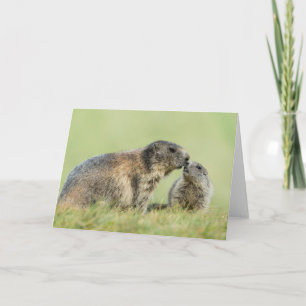 Cutest Baby Animals Alpine Marmot Family Card