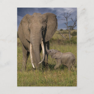 Cutest Baby Animals   Amama Elephant With Baby Postcard