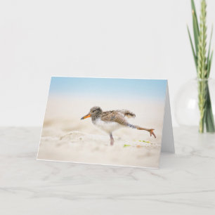 Cutest Baby Animals   American Oystercatcher Chick Card