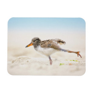Cutest Baby Animals American Oystercatcher Chick Magnet
