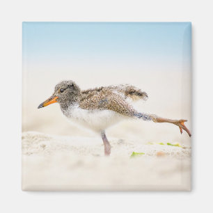 Cutest Baby Animals American Oystercatcher Chick Magnet