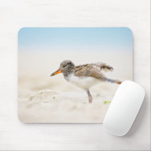 Cutest Baby Animals   American Oystercatcher Chick Mouse Pad