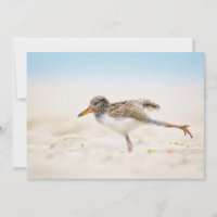 Cutest Baby Animals | American Oystercatcher Chick