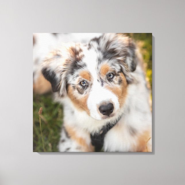 Cutest Baby Animals | Australian Shepherd Puppy Canvas Print (Front)