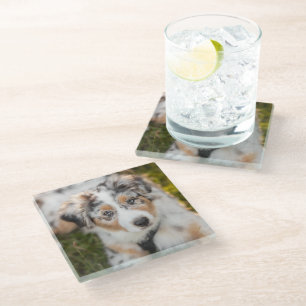 Cutest Baby Animals Australian Shepherd Puppy Glass Coaster