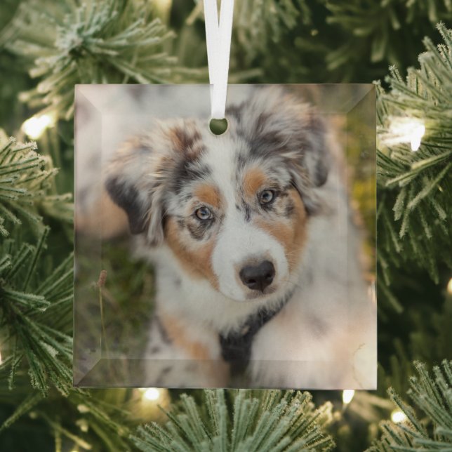 Cutest Baby Animals | Australian Shepherd Puppy Glass Tree Decoration (Insitu)