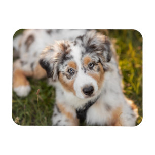 Cutest Baby Animals Australian Shepherd Puppy Magnet