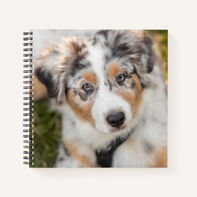 Cutest Baby Animals | Australian Shepherd Puppy Notebook (Front)