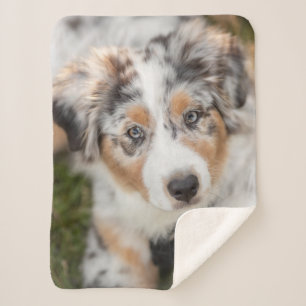 Cutest Baby Animals Australian Shepherd Puppy Sherpa Blanket