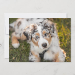 Cutest Baby Animals   Australian Shepherd Puppy Thank You Card