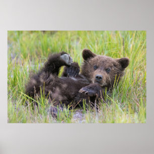 Cutest Baby Animals   Baby Brown Bear Cub Poster