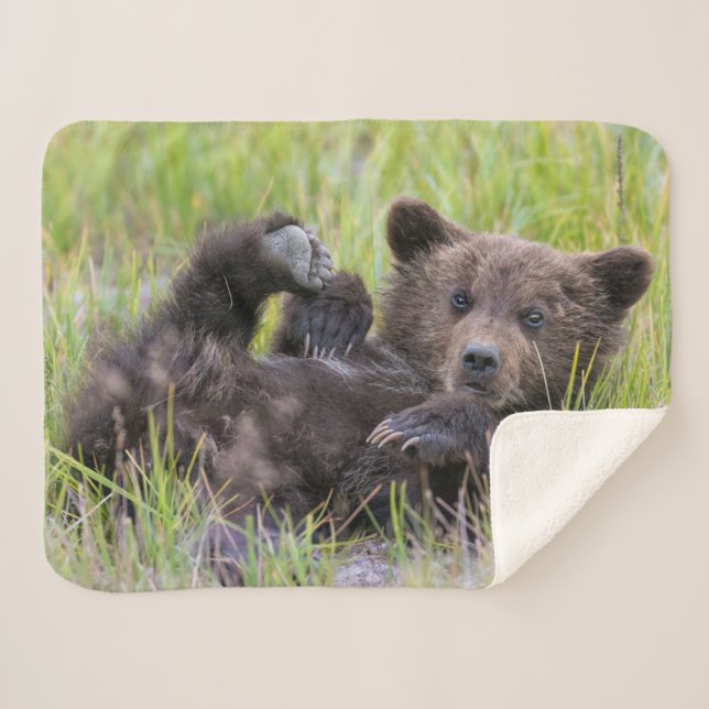 Cutest Baby Animals | Baby Brown Bear Cub Sherpa Blanket (Front (Horizontal))