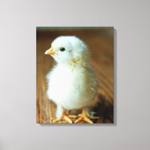 Cutest Baby Animals   Baby Chick Canvas Print