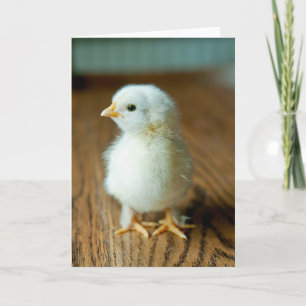 Cutest Baby Animals   Baby Chick Card