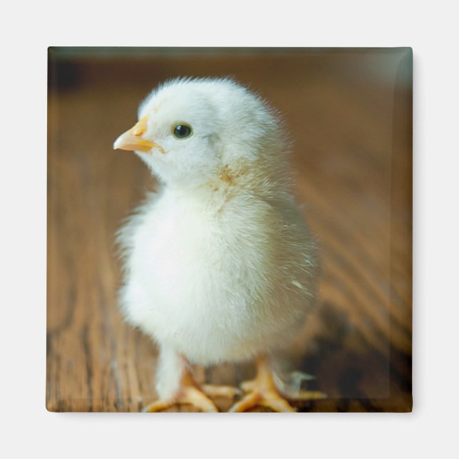 Cutest Baby Animals | Baby Chick Magnet (Front)