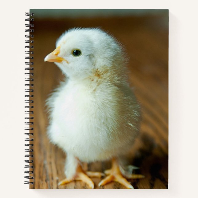 Cutest Baby Animals | Baby Chick Notebook (Front)