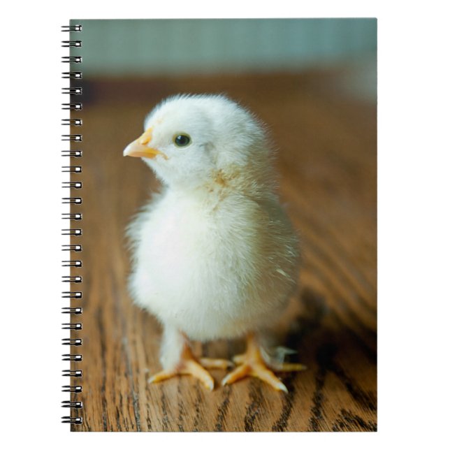 Cutest Baby Animals | Baby Chick Notebook (Front)